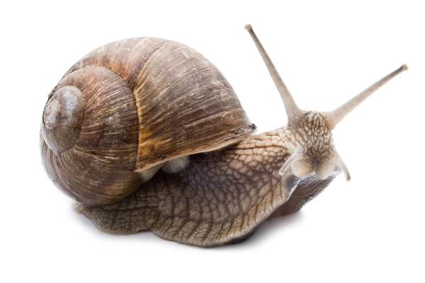 Hardly faster than snails, US lawmakers ponder regulating crypto - TechCrunch
