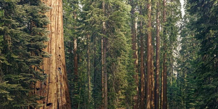 Sequoia India and Southeast Asia raise $2.8 billion - TechCrunch