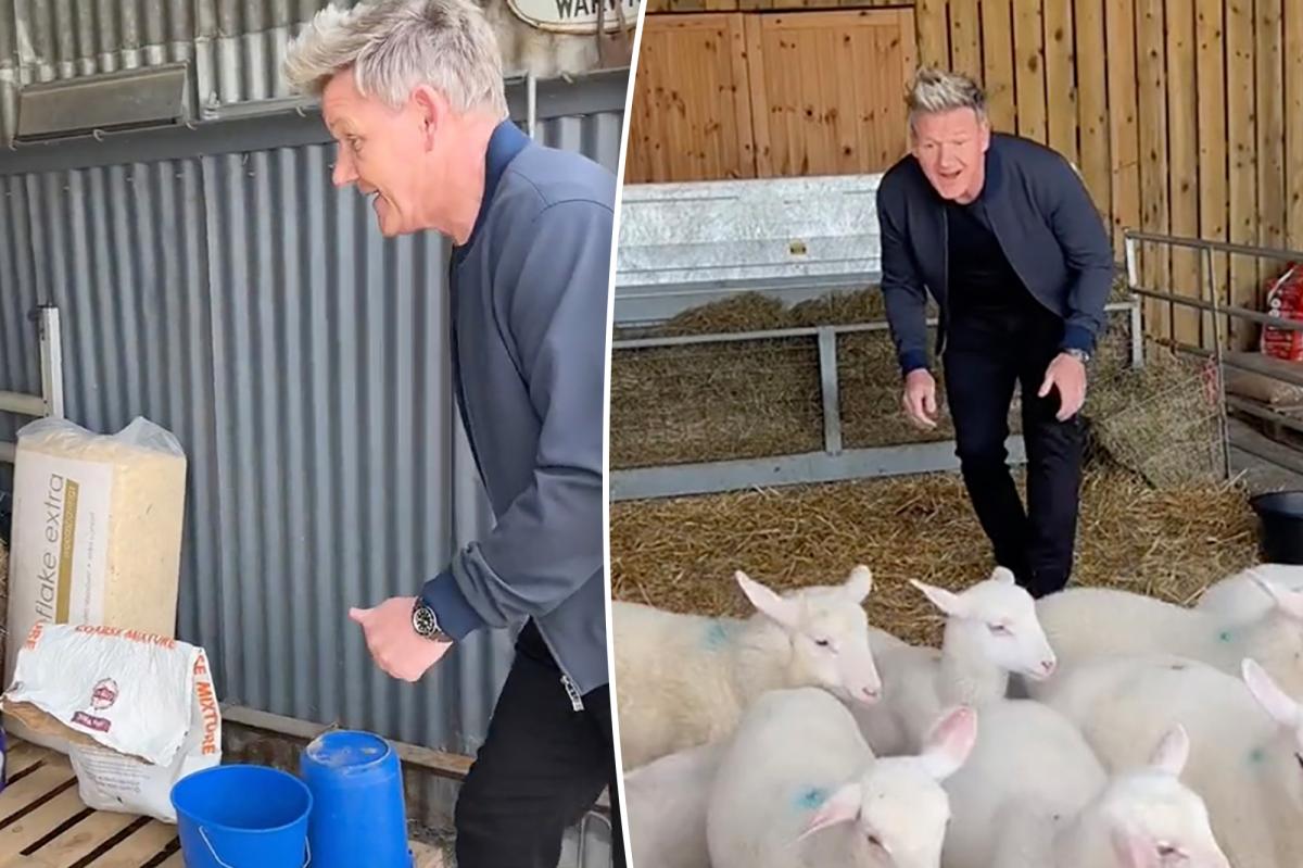 Gordon Ramsay criticized for video that lamb chooses to kill and eat