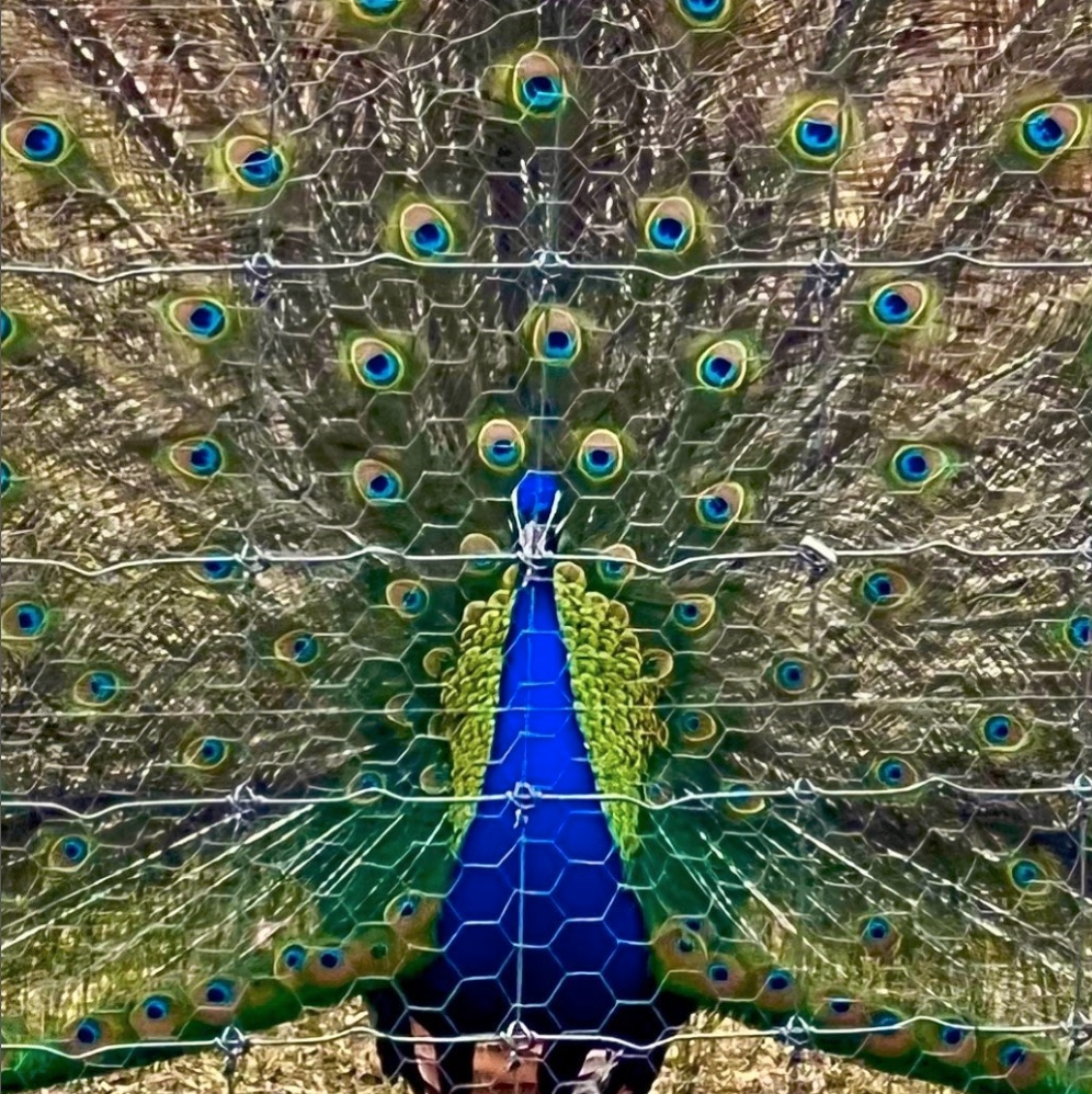 One of Martha Stewart's peacocks from her house. 