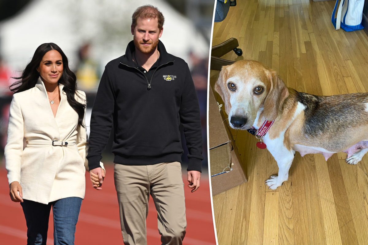 Meghan Markle and Prince Harry adopt a rescue beagle