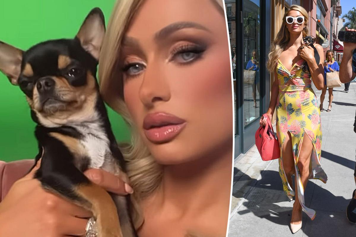 Paris Hilton offers 'big reward' for missing dog Diamond Baby